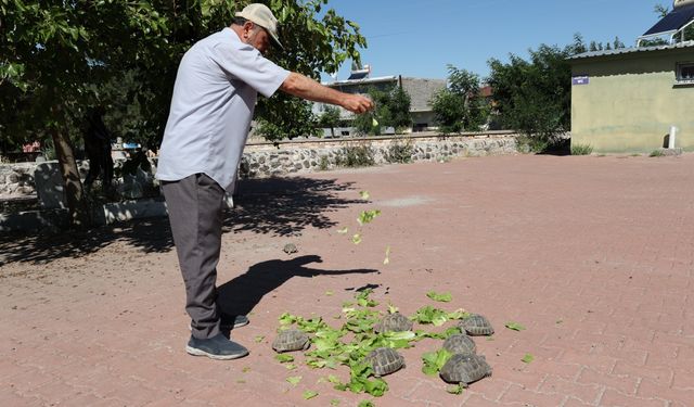 Acıgöllü "kaplumbağa terbiyecisi" cami bahçesindeki 30 kaplumbağayı besliyor