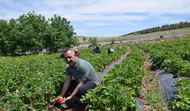 ’Çiftlik ilçesine Çilek Tadında Proje’ hayata geçiyor