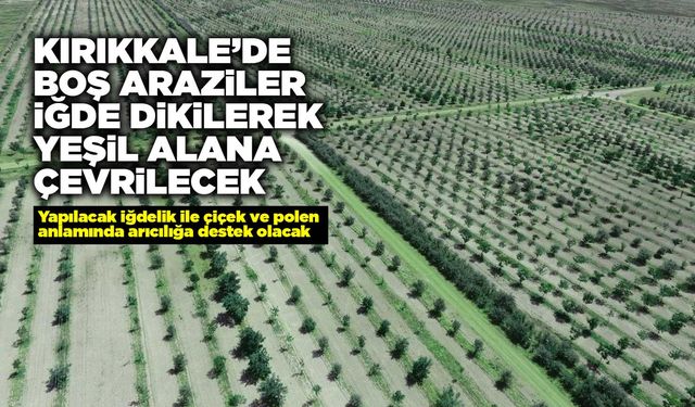 Kırıkkale’de boş araziler İğde dikilerek yeşil alana çevrilecek