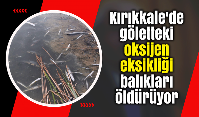 Kırıkkale'de göletteki oksijen eksikliği balıkları öldürüyor