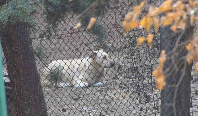 Köpekler tarafından yaralanan profesörün mahallesinde insanlar tedirgin