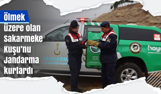 Ölmek üzere olan Sakarmeke Kuşu’nu Jandarma kurtardı