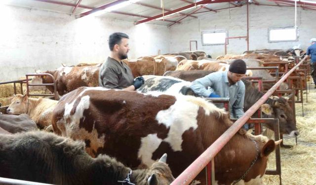 Şap aşısı yaptırmayan üreticiye 105 bin TL ceza uygulanacak