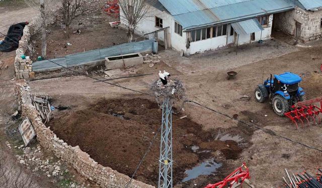 Sivas’ın ‘Leylekli köyü’ misafirlerine kavuştu