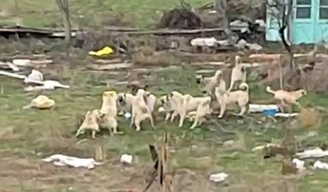 Başıboş sokak köpekleri Sazova’da korku saçıyor