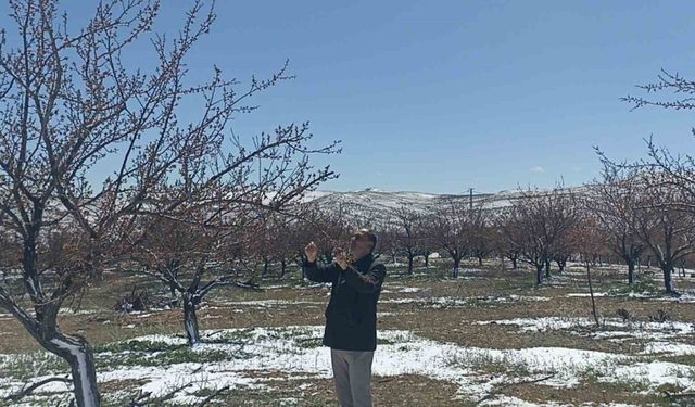 Don kayısıyı vurdu
