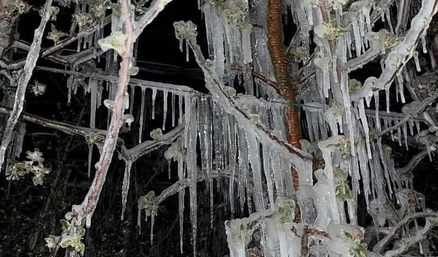Kayseri’nin ilçelerini don vurdu