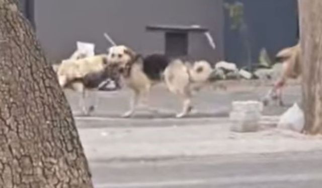 Konya’da sahipsiz köpekler kediyi parçaladı