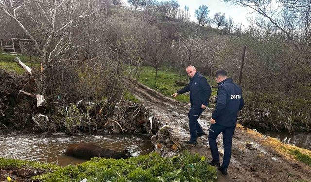 Ölü büyükbaş hayvan dereye bırakıldı, o anlar cep telefonu kamerasına yansıdı