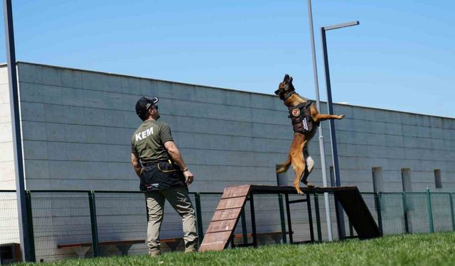 Sınırların gizli kahramanı hassas burun köpekler böyle eğitiliyor