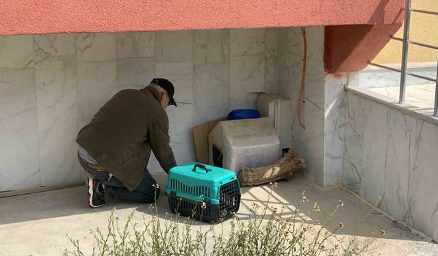 Yavruları ölü doğan anne kedi, koruma altında