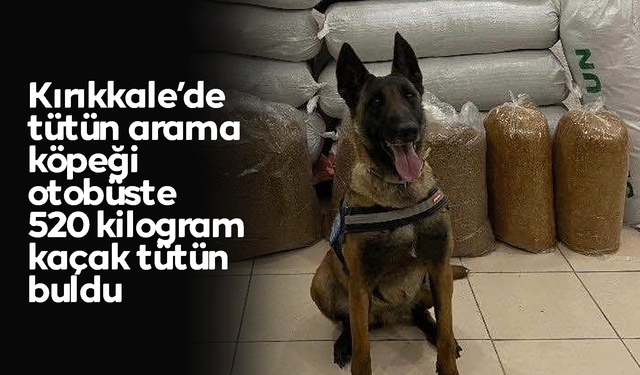 Hassas burun "Alkış" otobüste 520 kilogram kaçak tütün buldu