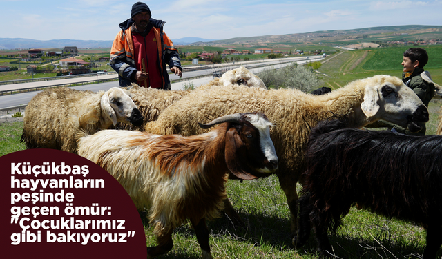 Küçükbaş hayvanların peşinde geçen ömür: "Çocuklarımız gibi bakıyoruz"