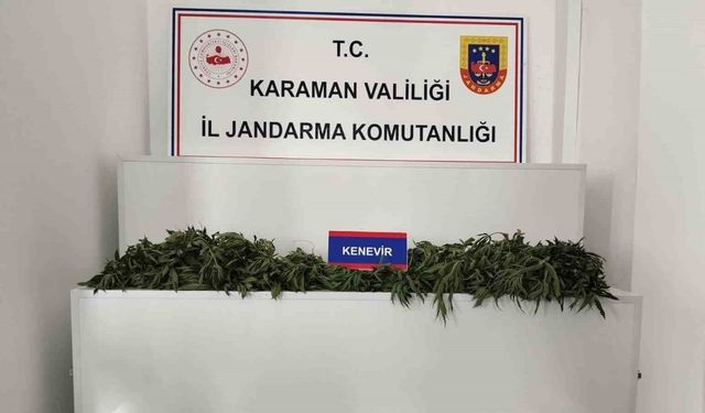 698 kök kenevir ele geçirildi