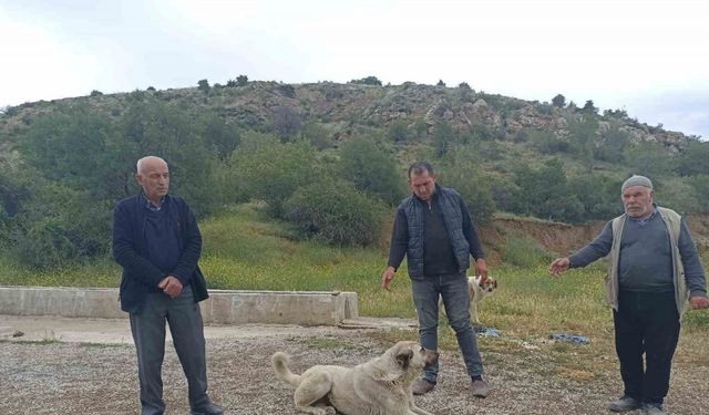 Başıboş köpekler buzağıyı parçaladı, sahiplerine saldırdı