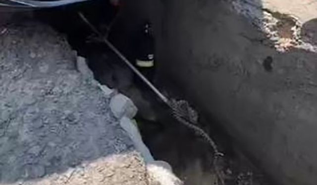 Aracın altına giren yılan çıkarıldı