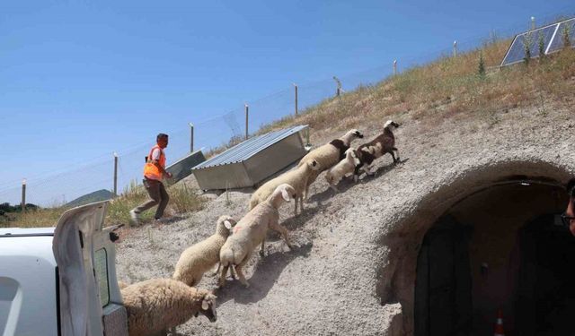 Kurban Bayramı’nda kaçan hayvanları, belediye sahibine teslim etti