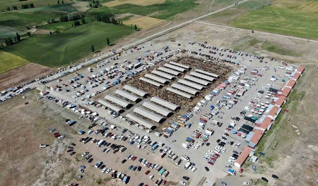 Şap hastalığı arttı, Sivas’ta hayvan pazarları kapatıldı