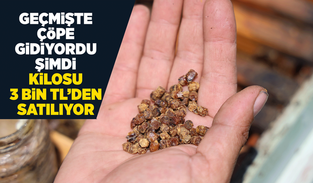 Geçmişte çöpe gidiyordu, şimdi kilosu 3 bin TL’den satılıyor