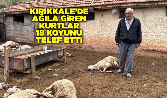 Kırıkkale’de ağıla giren kurtlar 18 koyunu telef etti