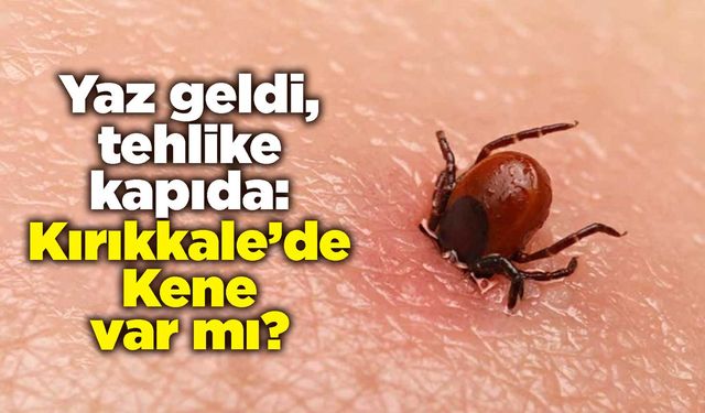 Yaz geldi, tehlike kapıda: Kırıkkale’de Kene var mı?