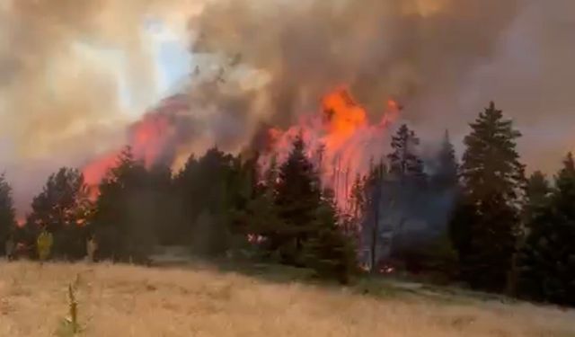 Çankırı’da orman yangını çıktı