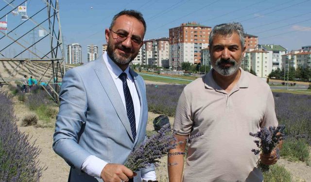 Çiftçilere örnek olması için ekilen lavantanın 4. hasadı yapıldı