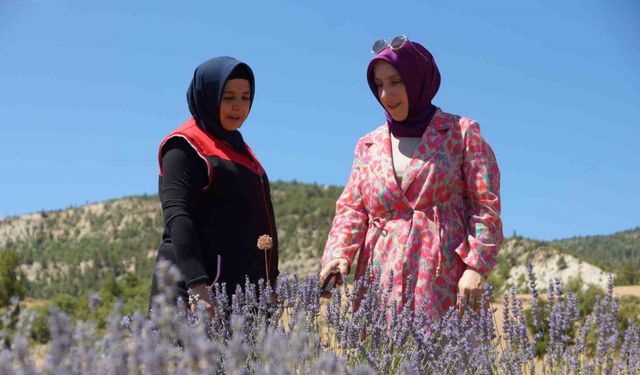Emekli olup döndüğü köyünde lavantadan sonra salep yetiştirmeyi hedeliyor