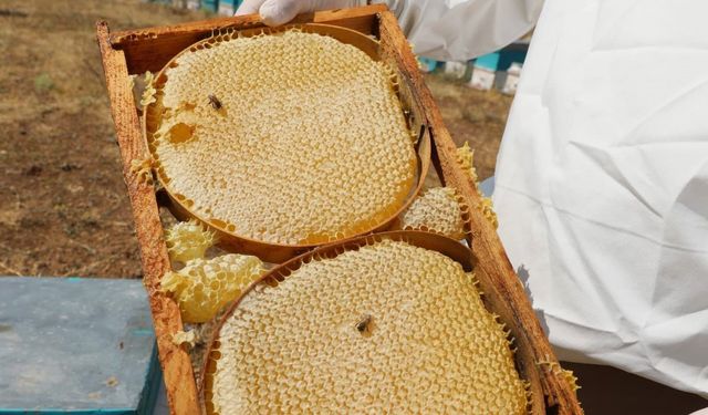 NÖHÜ’nün arı kovanlarından 2 ton bal elde edildi