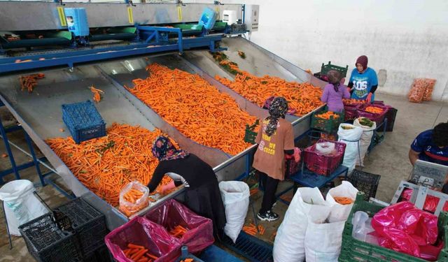 Tarladan sofraya havuç kadınların ellerinden geliyor