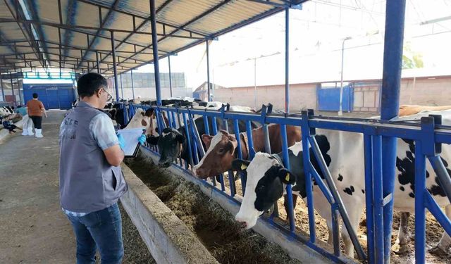 190 bin hayvana şap aşısı yapıldı