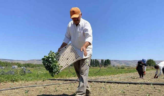 Çiftçinin alın teri kuraklığa ve yüksek maliyetlere yenik düştü