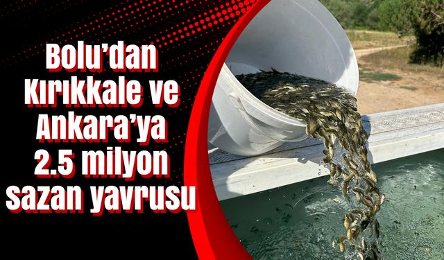 Bolu’dan Kırıkkale ve Ankara’ya 2.5 milyon sazan yavrusu