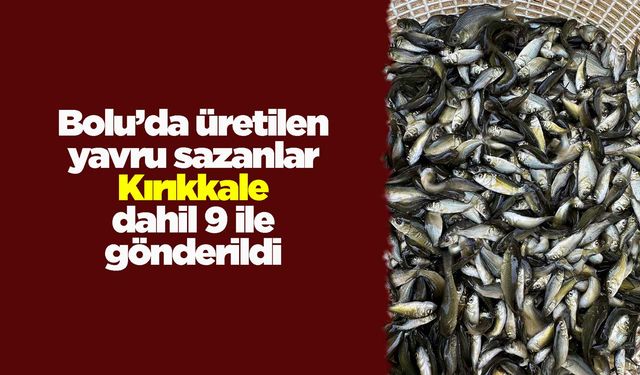 Bolu’de üretilen yavru sazanlar Kırıkkale ve 8 ile gönderildi