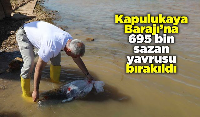 Kapulukaya Barajı’na 695 bin sazan yavrusu bırakıldı