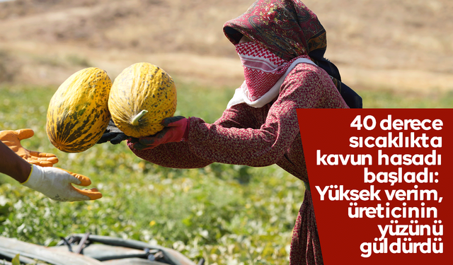 40 derece sıcaklıkta kavun hasadı başladı: Yüksek verim, üreticinin yüzünü güldürdü
