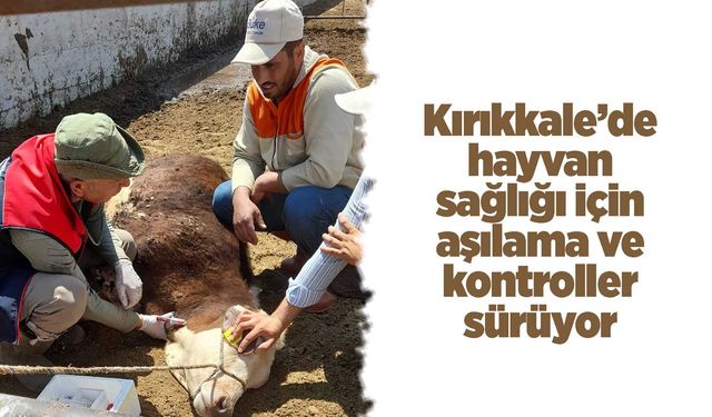 Kırıkkale’de hayvan sağlığı için aşılama ve kontroller sürüyor
