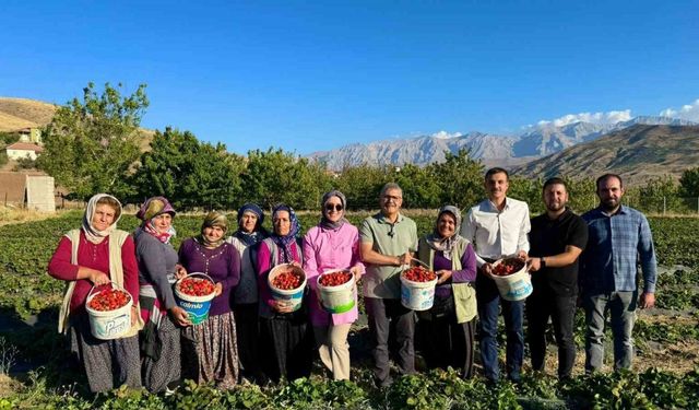 Çilek hasadı bereketi