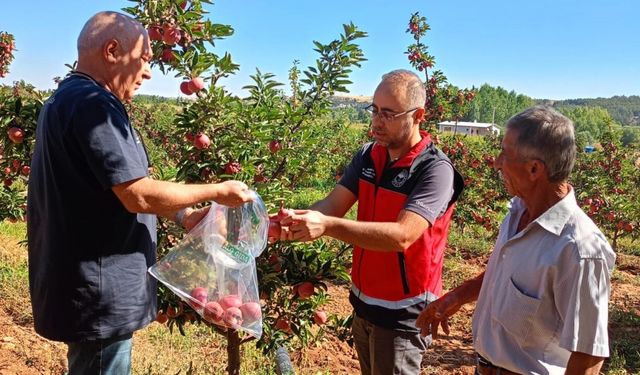 Hasat öncesi pestisit denetimleri