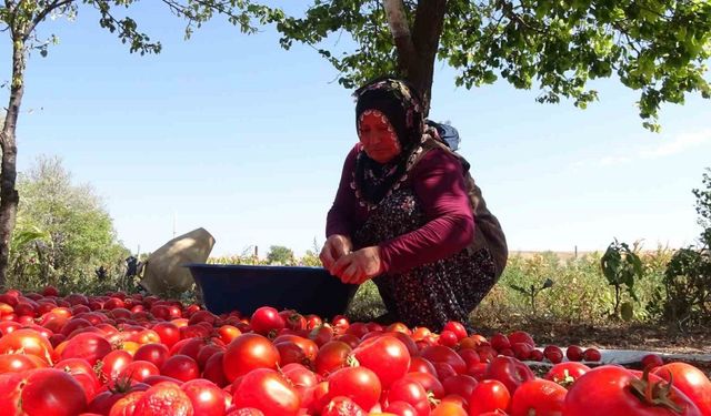 Üç yıl ömürlü ev yapımı salçalar pişirilmeye başlandı