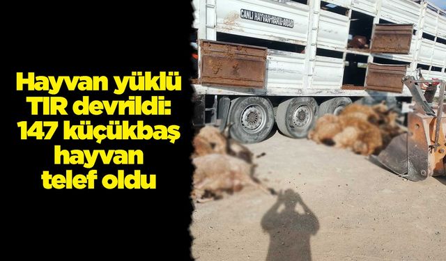 Hayvan yüklü TIR devrildi: 147 küçükbaş hayvan telef oldu