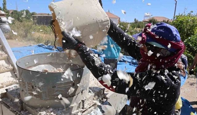 Aksaray’dan yurt dışına gönderilecek organik sarımsakların ekimi başladı