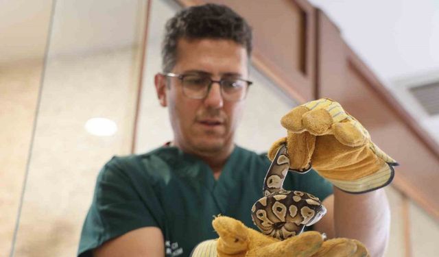 Bir şahsın cebinden çıkan yavru piton yılanı koruma altına alındı