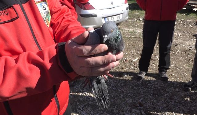 Havalandırma boşluğunda 4 gündür mahsur kalan güvercin kurtarıldı