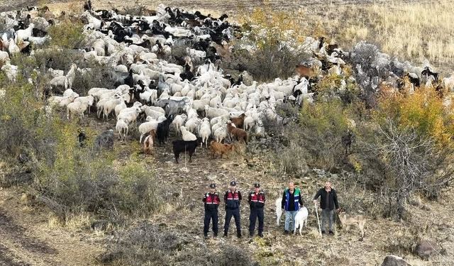 Kayıp 544 adet küçükbaş hayvanı dron ile bulunup sahibine teslim edildi