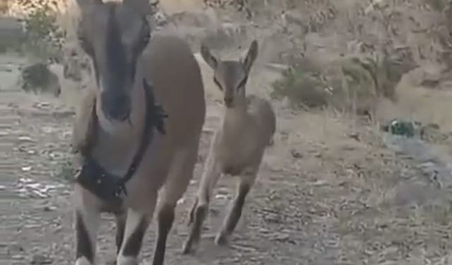Kazankaya Kanyonu’na bırakılan keçiler yavrulayıp çoğalıyor