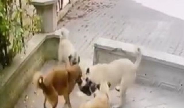 Kediye saldıran köpek sürüsü kameraya yansıdı