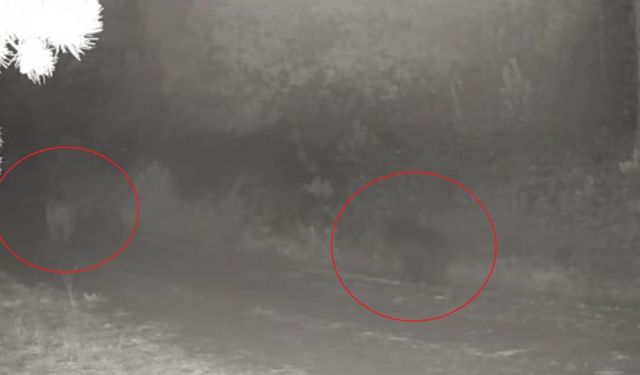 Ormanda yiyecek arayan anne ayı ve yavrusu fotokapanda