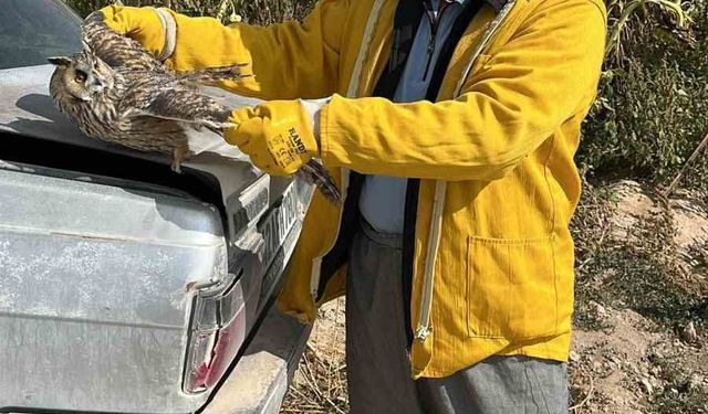 Tarlada bulunan yaralı kulaklı baykuş kurtarıldı