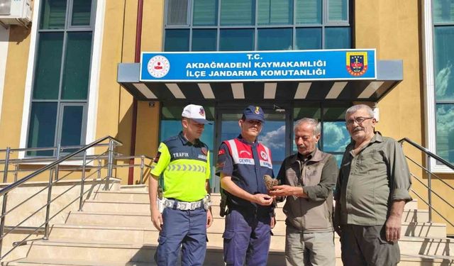 Yaralı çakır kuşu bulundu